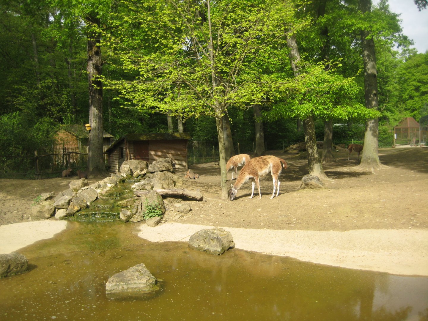 Parc Merveilleux - South American exhibit