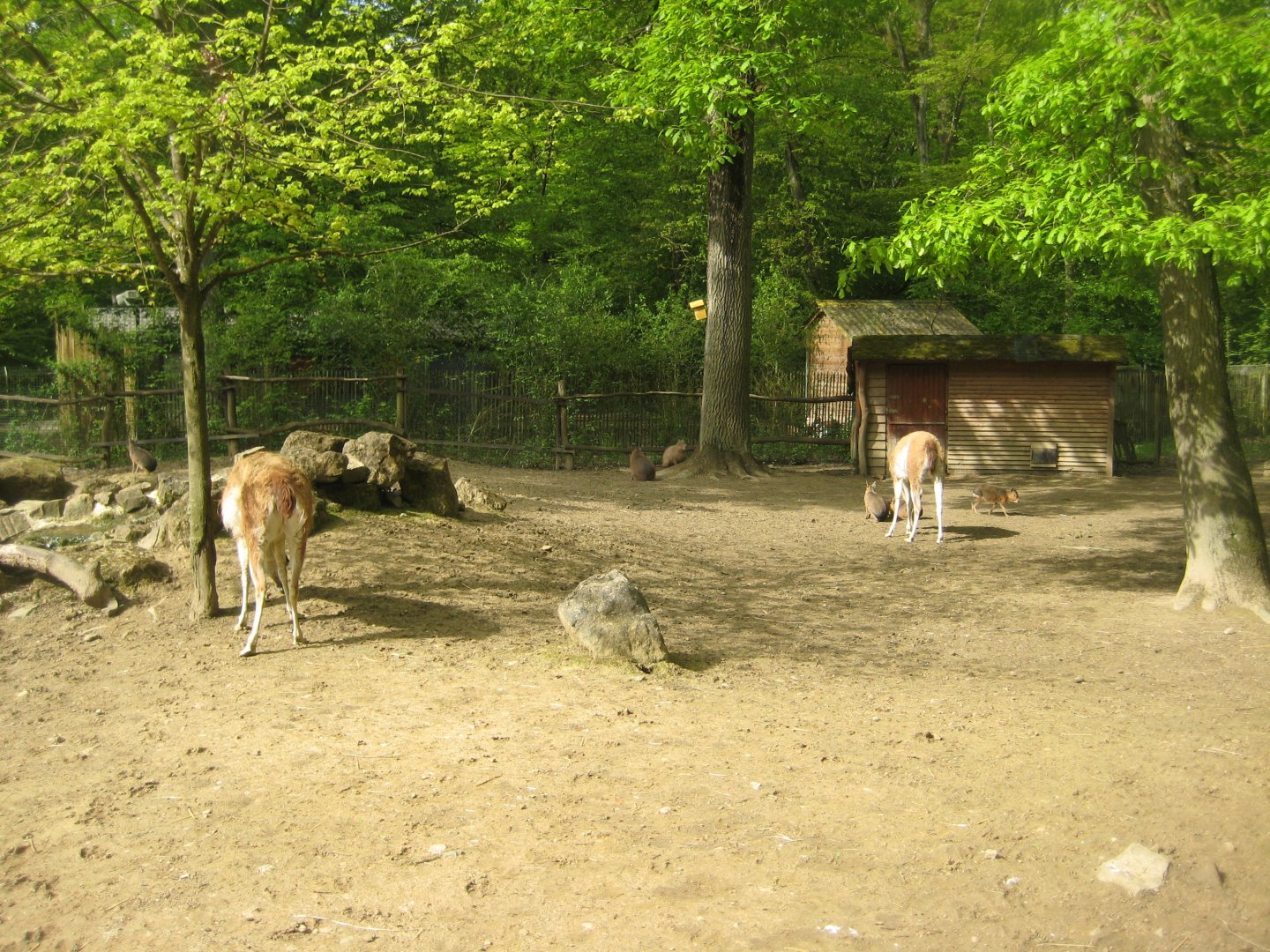Parc Merveilleux - South American exhibit