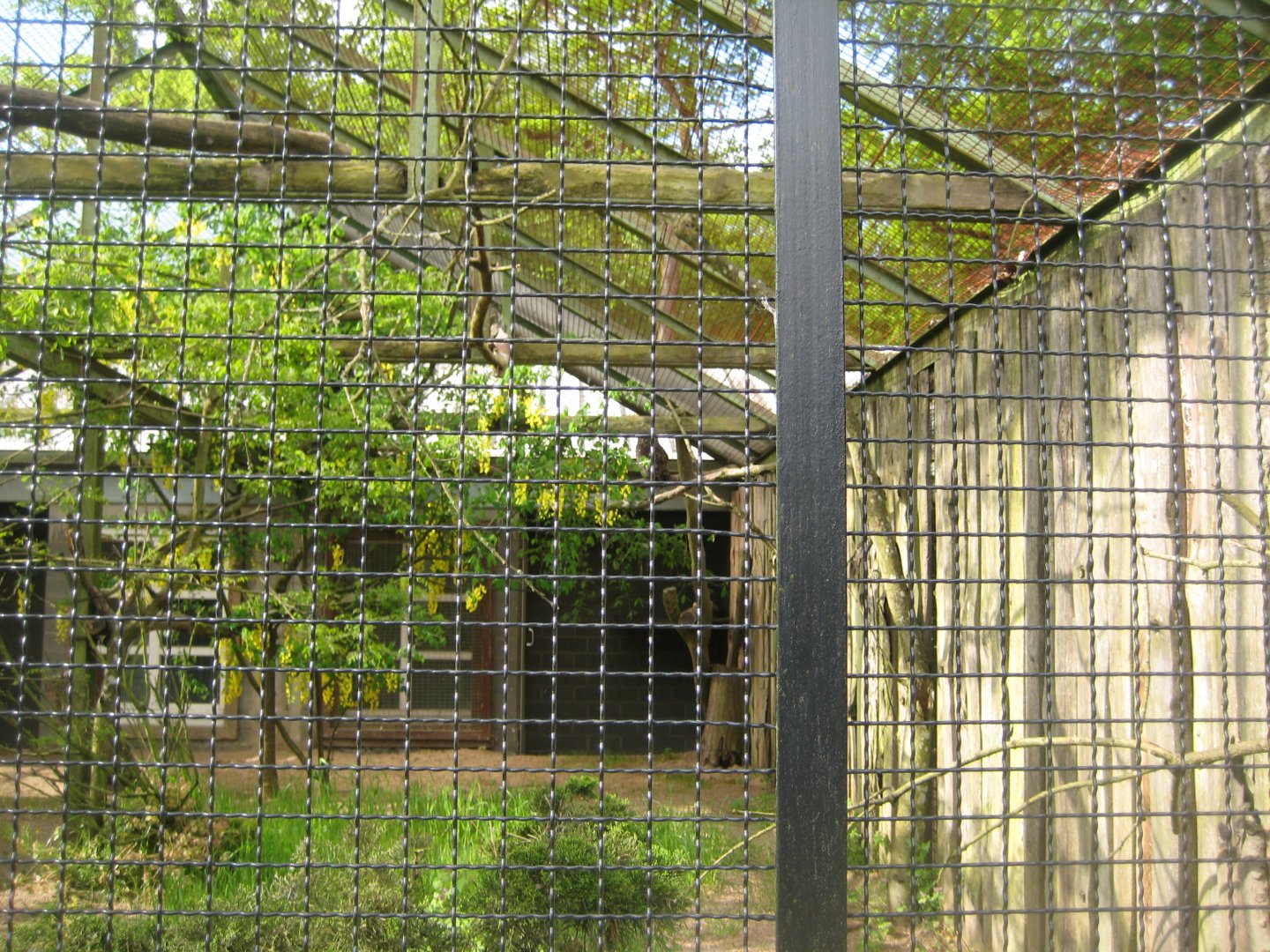 Parc Merveilleux - spotted eagle-owl aviary