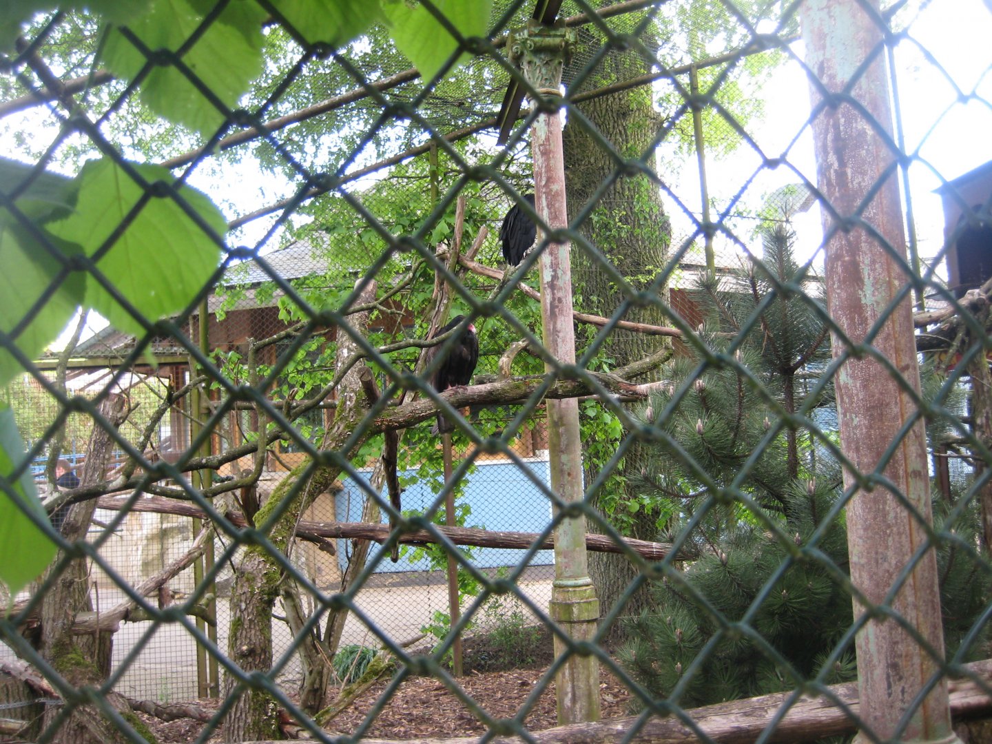Parc Merveilleux - turkey vulture and black vulture aviary