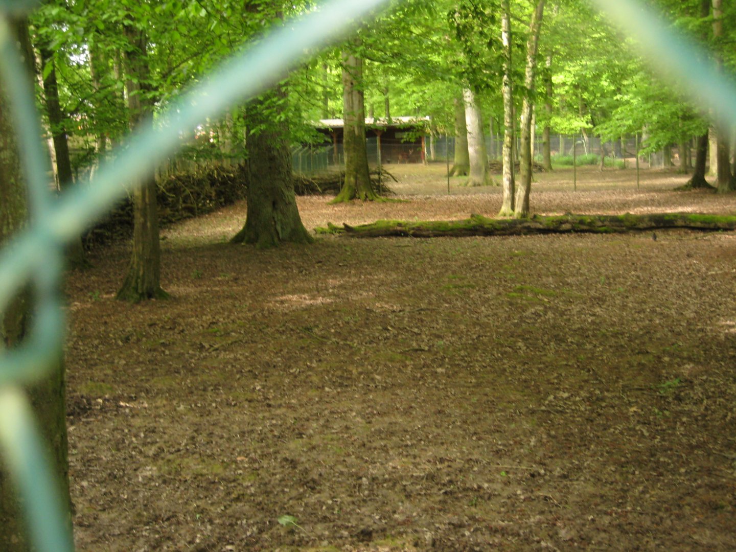 Parc Merveilleux - Visayan spotted deer exhibits