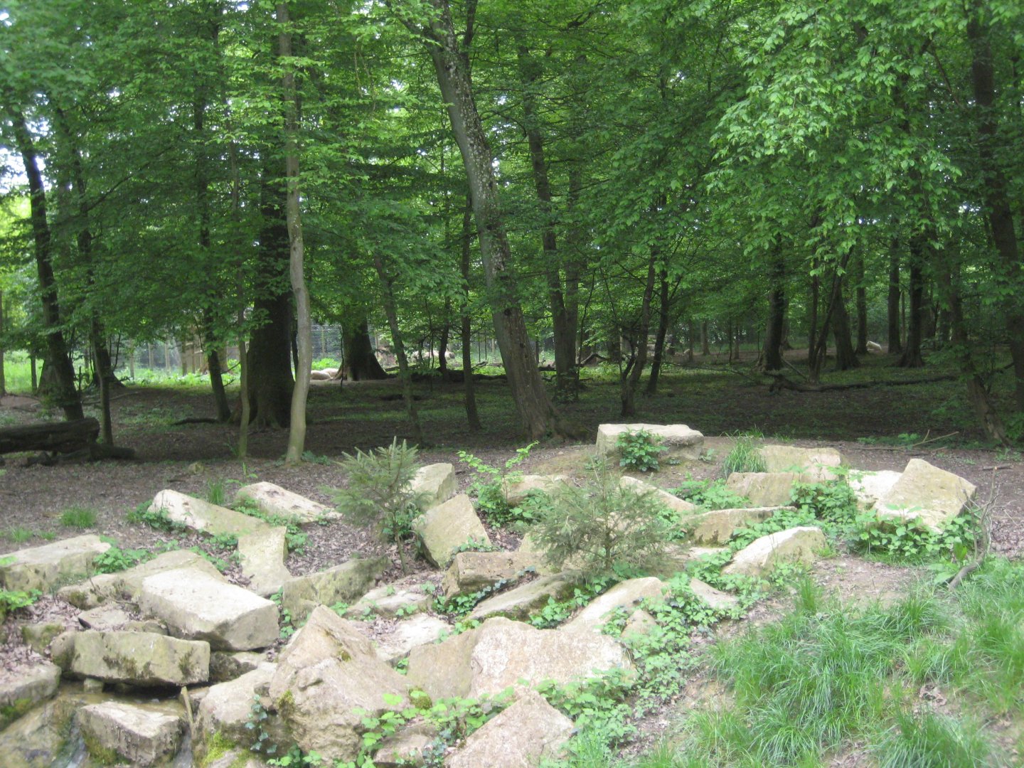 Parc Merveilleux - wolf exhibit
