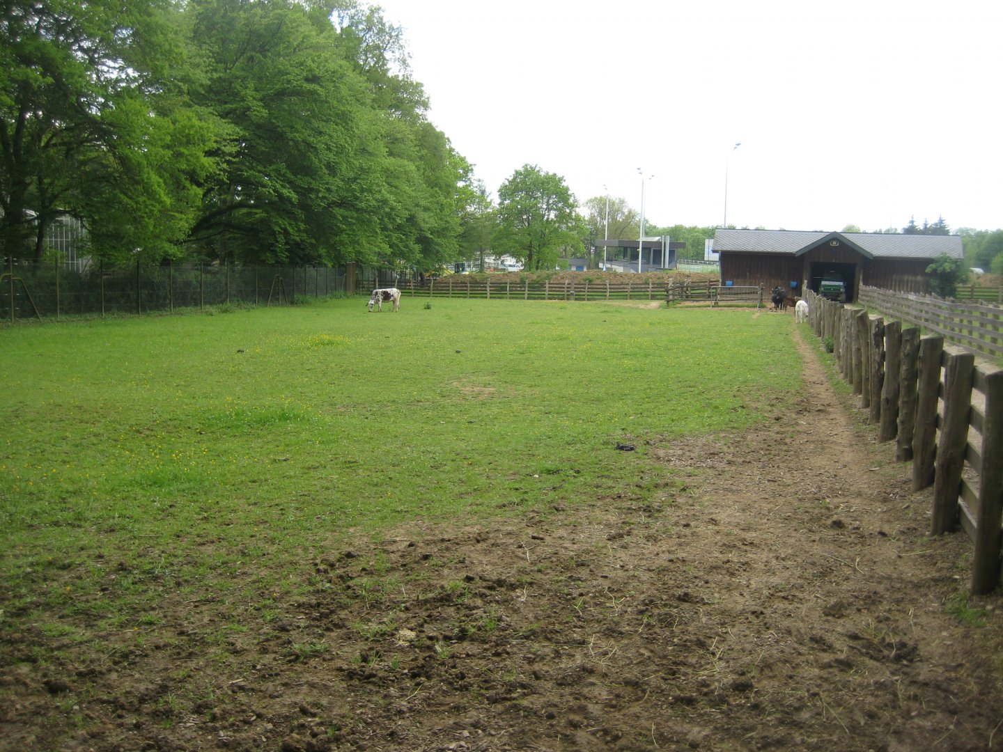 Parc Merveilleux - zebu pen