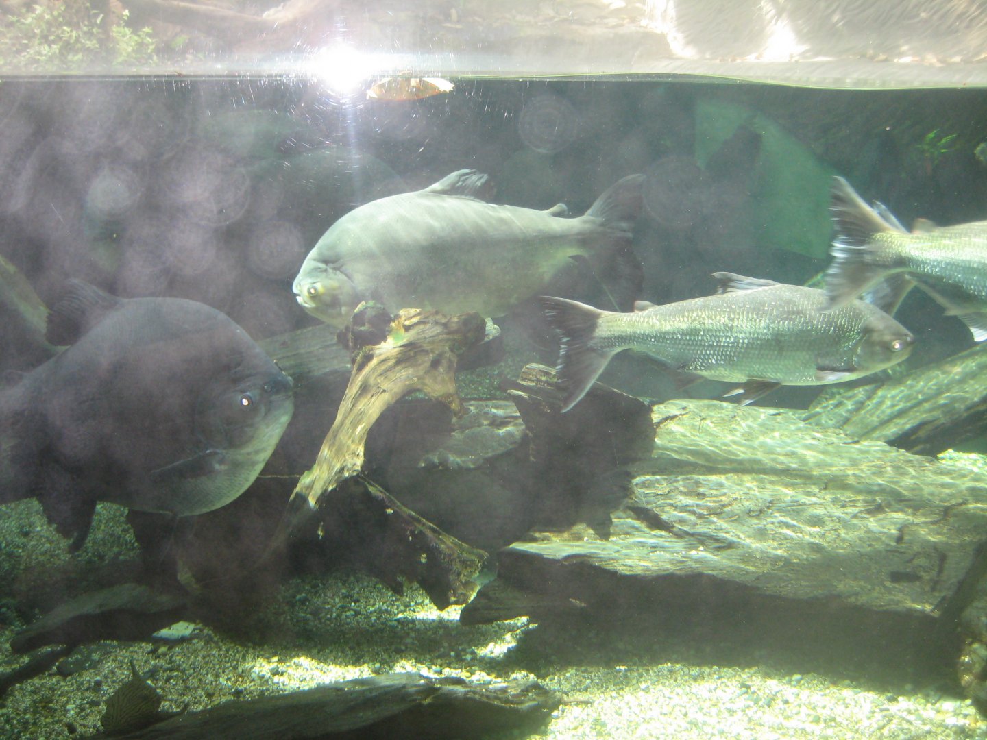 Parc Merveillex - Amazonia - big aquarium