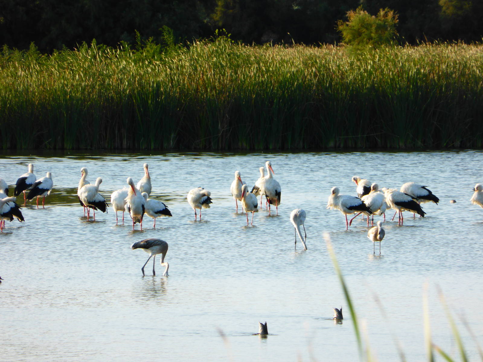Parc Natural Aiguamolls de L'Emporda