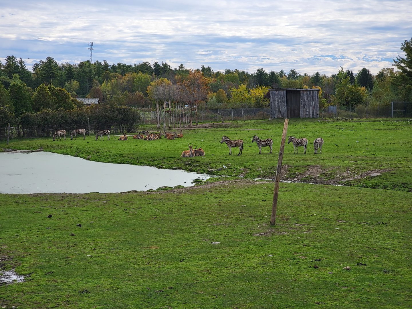 Parc Safari - Afrika Terrace, common eland and plains zebra