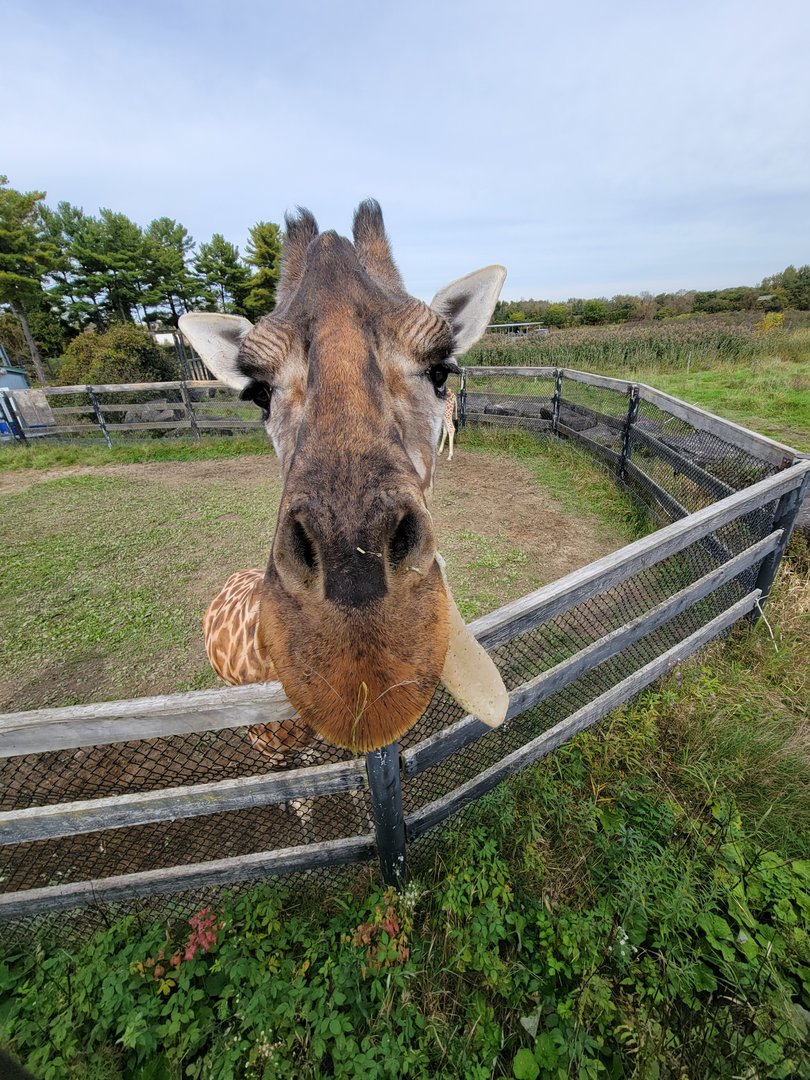 Parc Safari - Afrika Terrace, giraffe :)