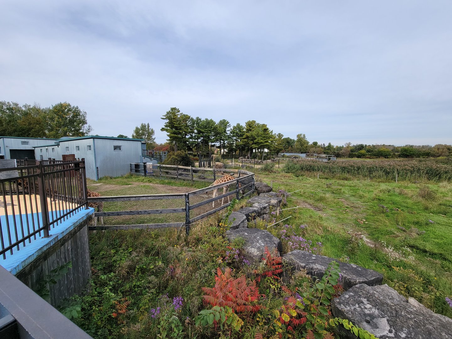 Parc Safari - Afrika Terrace, giraffes and African elephants