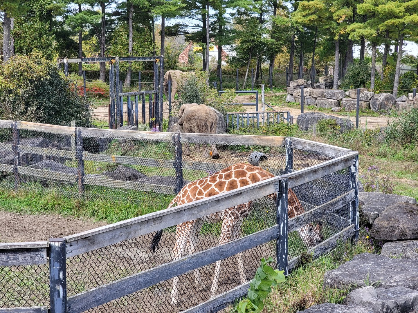 Parc Safari - Afrika Terrace, giraffes and African elephants