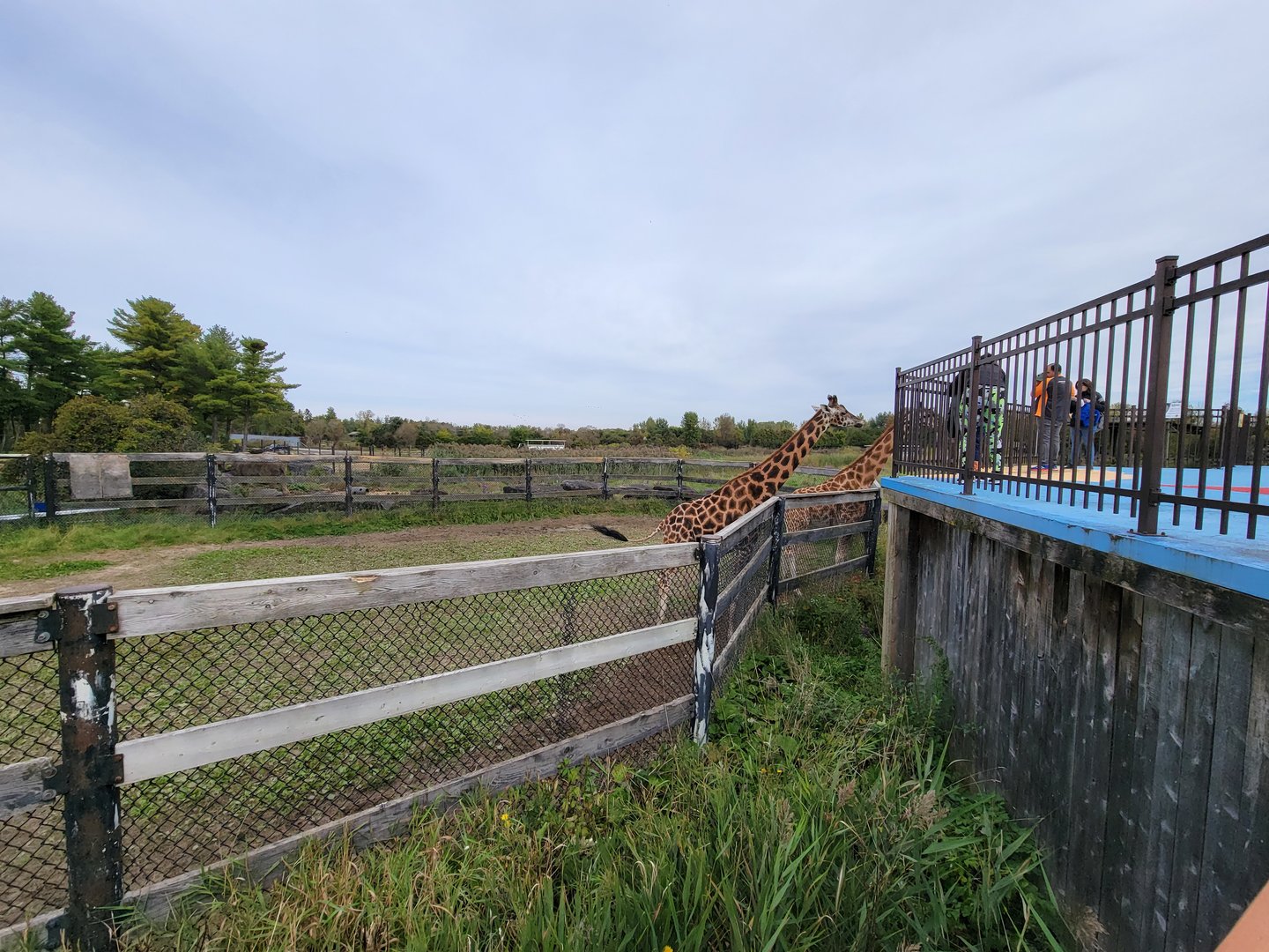 Parc Safari - Afrika Terrace, giraffes