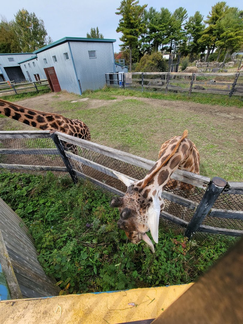 Parc Safari - Afrika Terrace, the grass is greener...