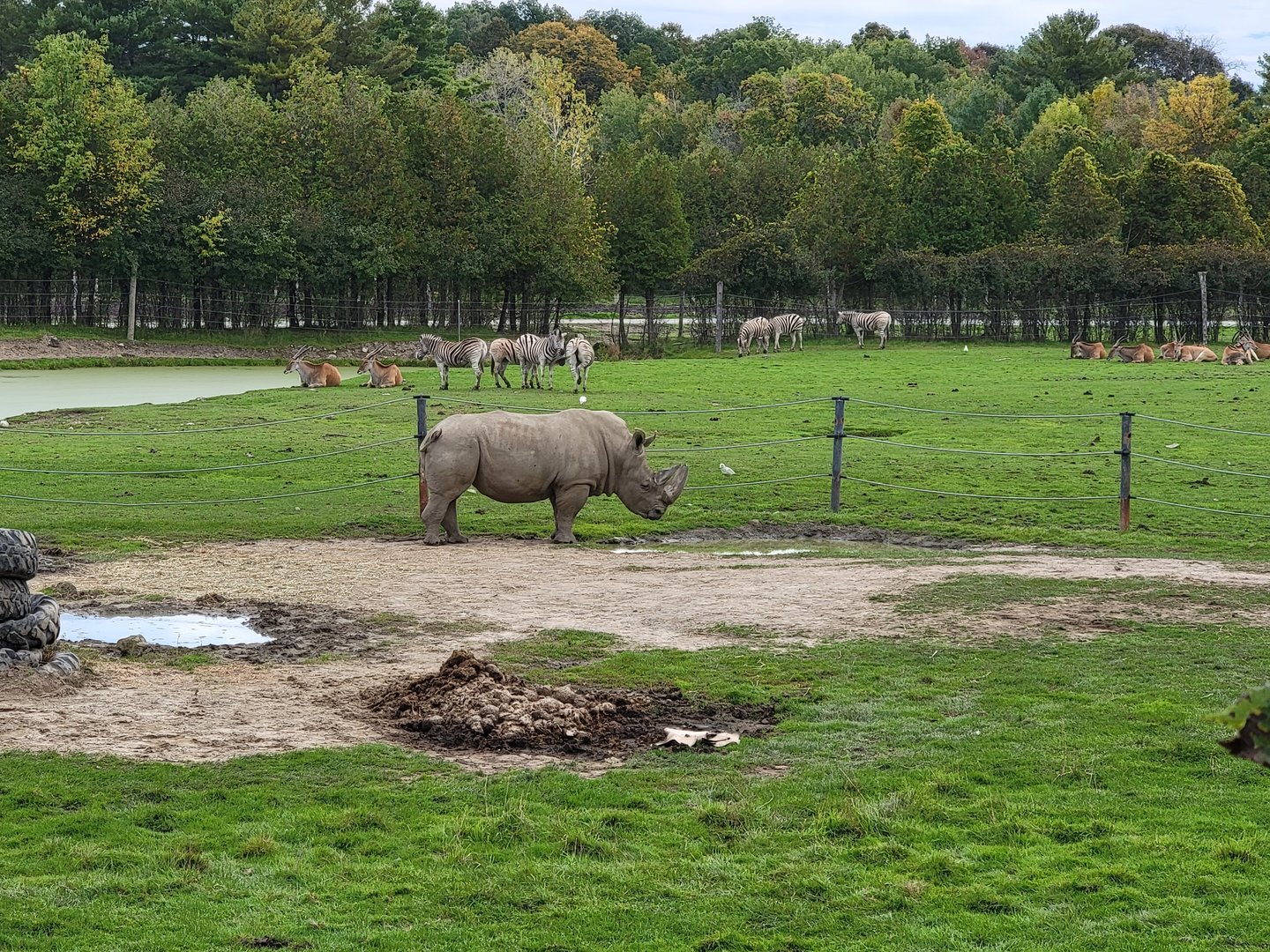 Parc Safari - Afrika Terrace, white rhino, plains zebras, common elands