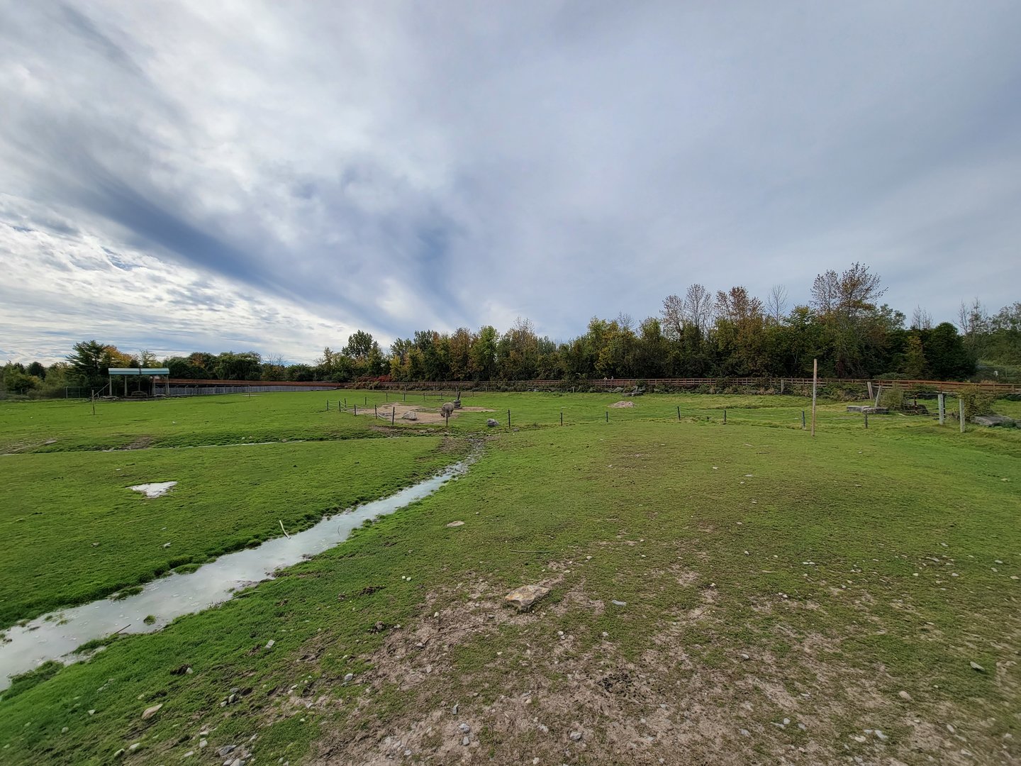 Parc Safari - Afrika Terrace, white rhino yard