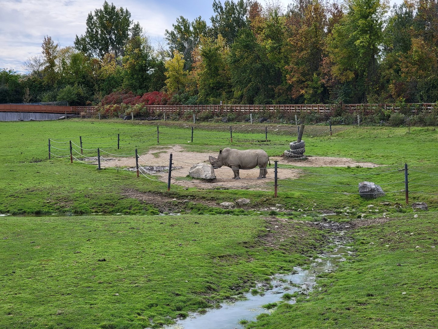 Parc Safari - Afrika Terrace, white rhino