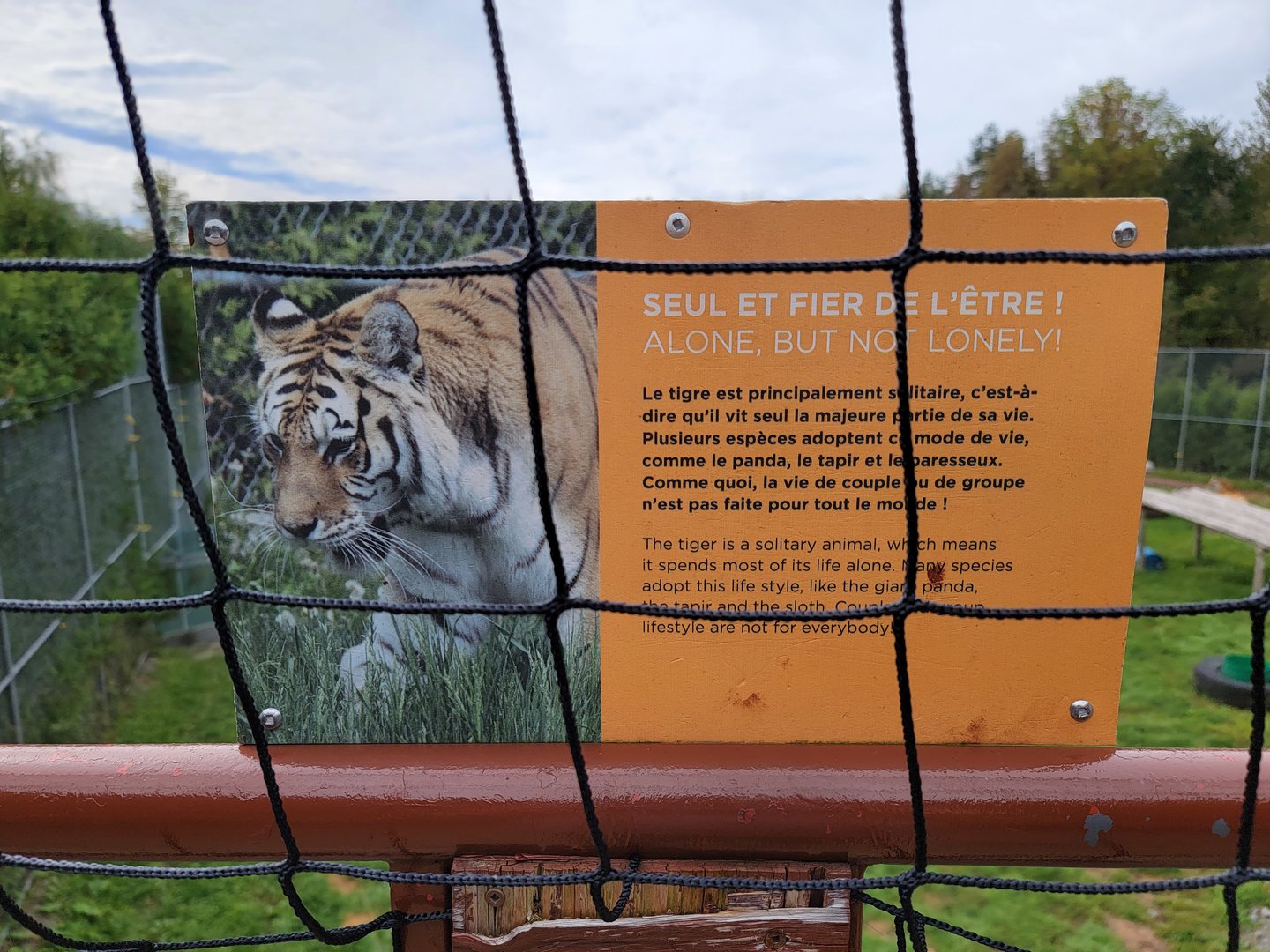 Parc Safari - Alone, but not lonely! Tigers are solitary :)