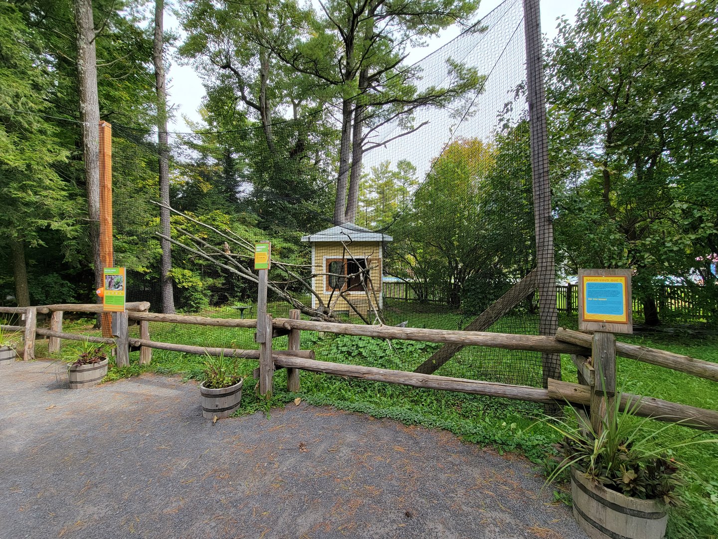 Parc Safari - Birds' Garden, broad-winged hawk