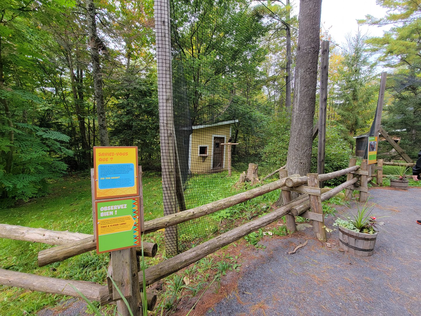 Parc Safari - Birds' Garden, Harris hawk