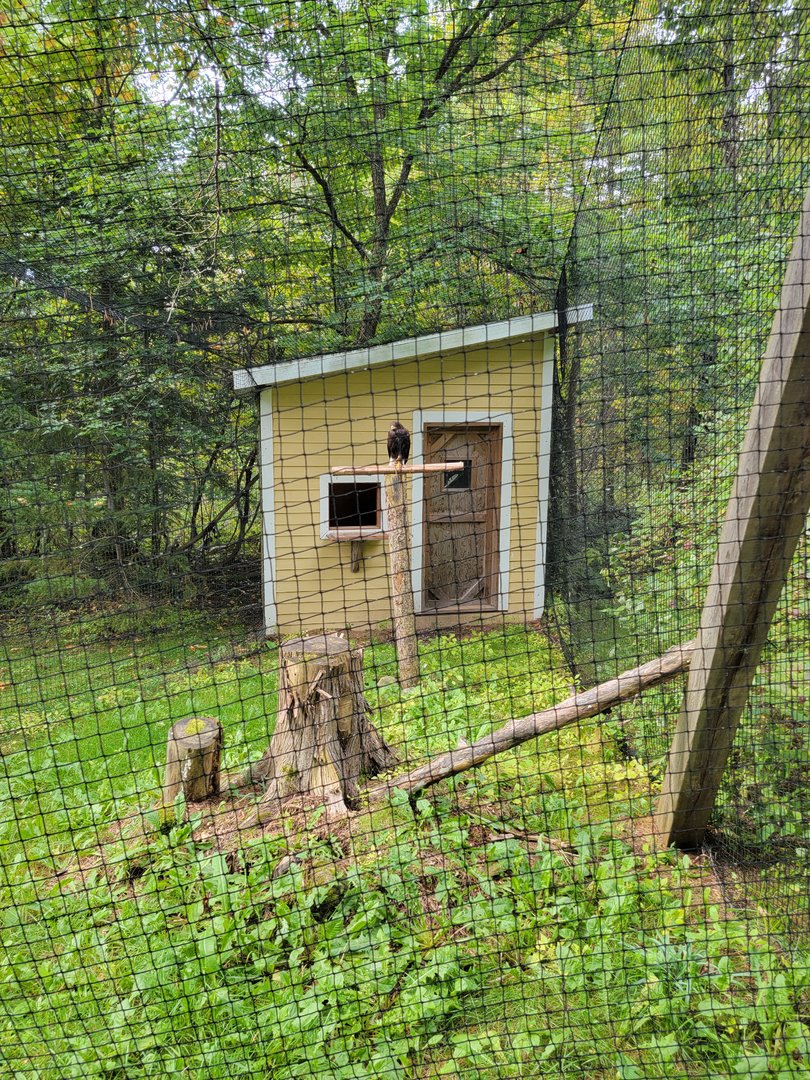 Parc Safari - Birds' Garden, Harris hawk
