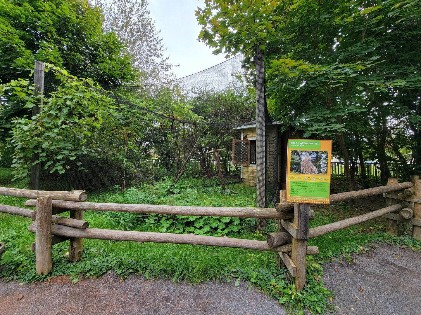 Parc Safari - Birds' Garden, red-tailed hawk