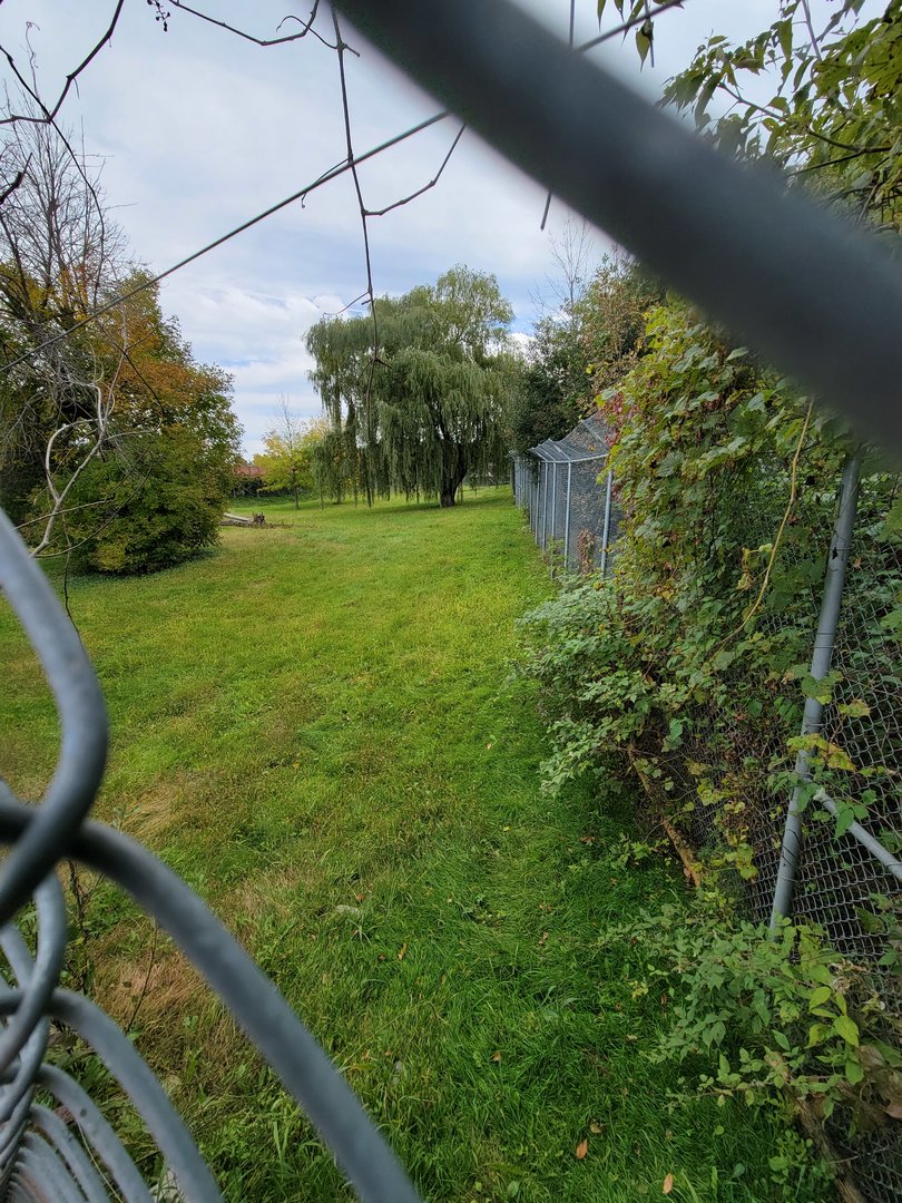 Parc Safari - Cheetah yard #1