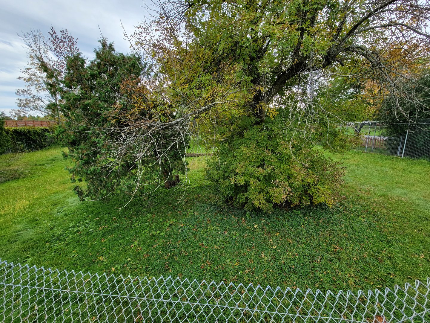 Parc Safari - Cheetah yard #1