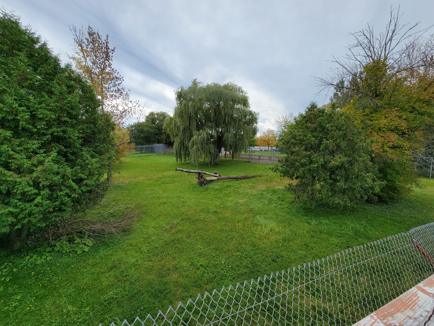 Parc Safari - Cheetah yard #1