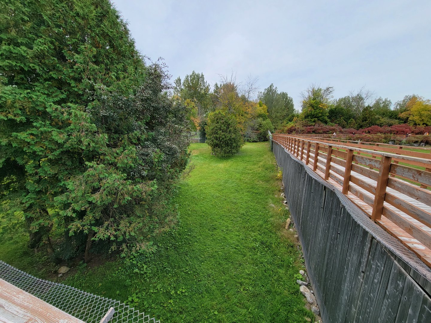 Parc Safari - Cheetah yard #1