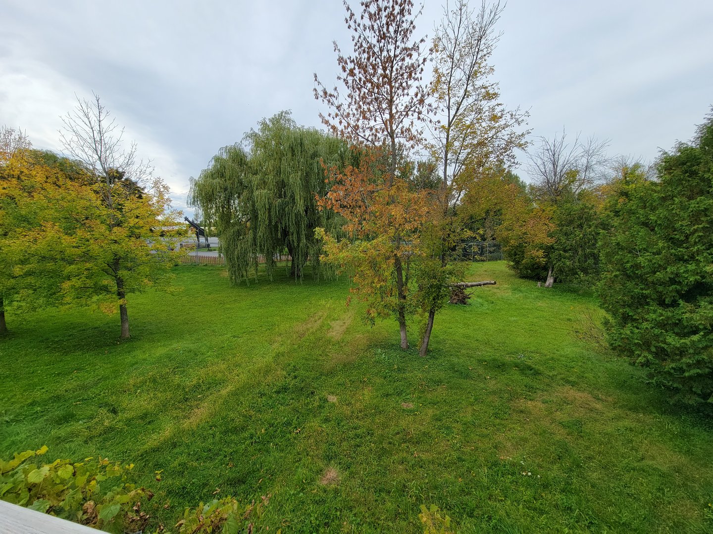 Parc Safari - Cheetah yard #1