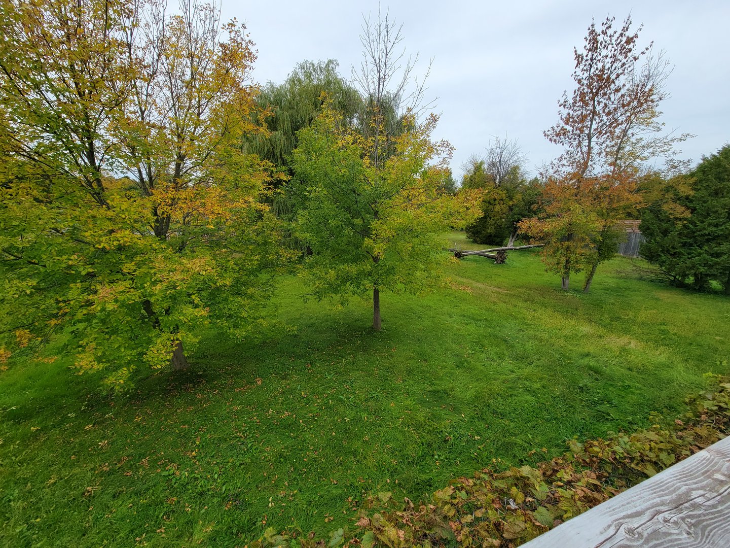 Parc Safari - Cheetah yard #1