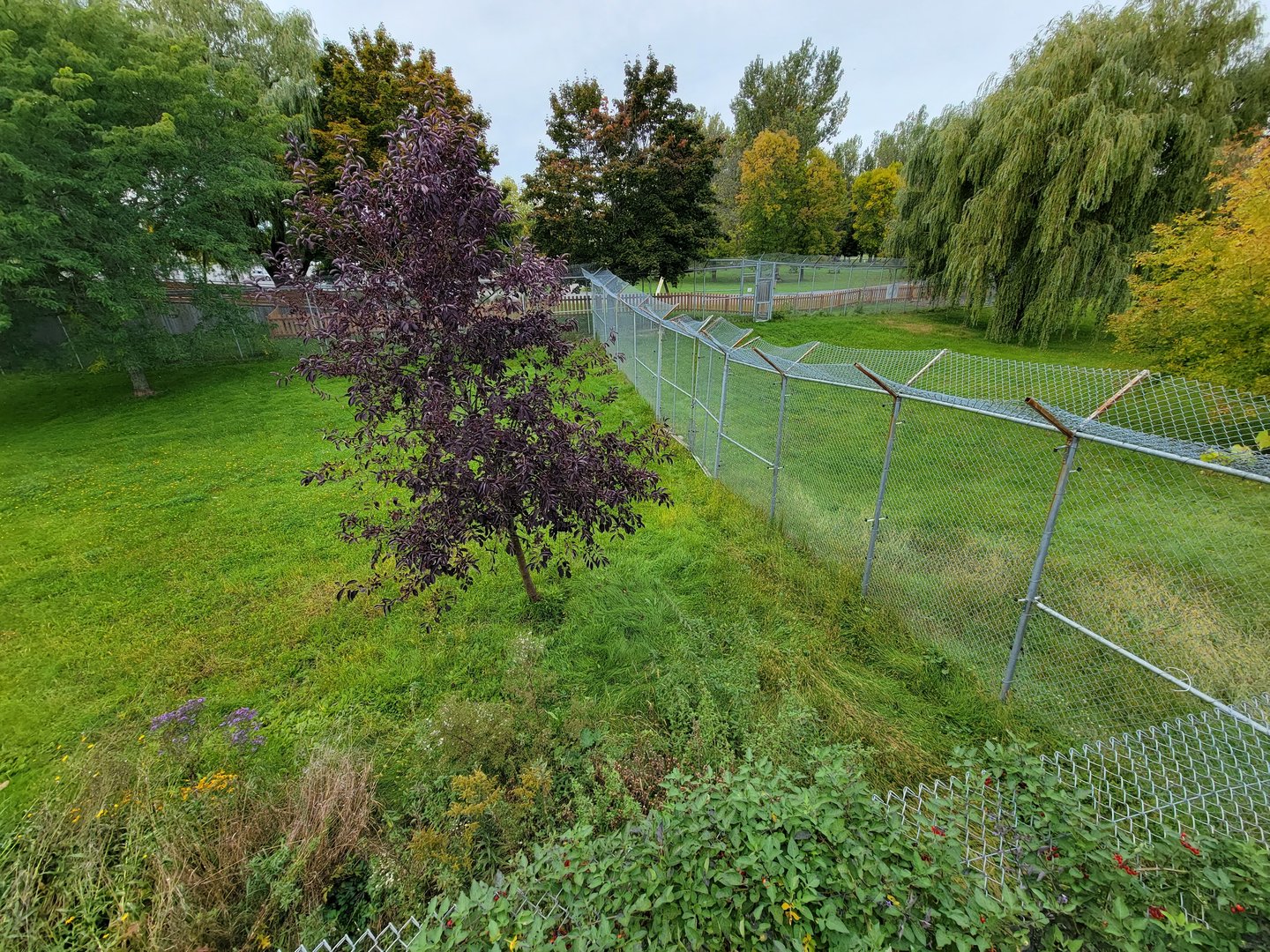 Parc Safari - Cheetah yard #2 on left, #1 on right