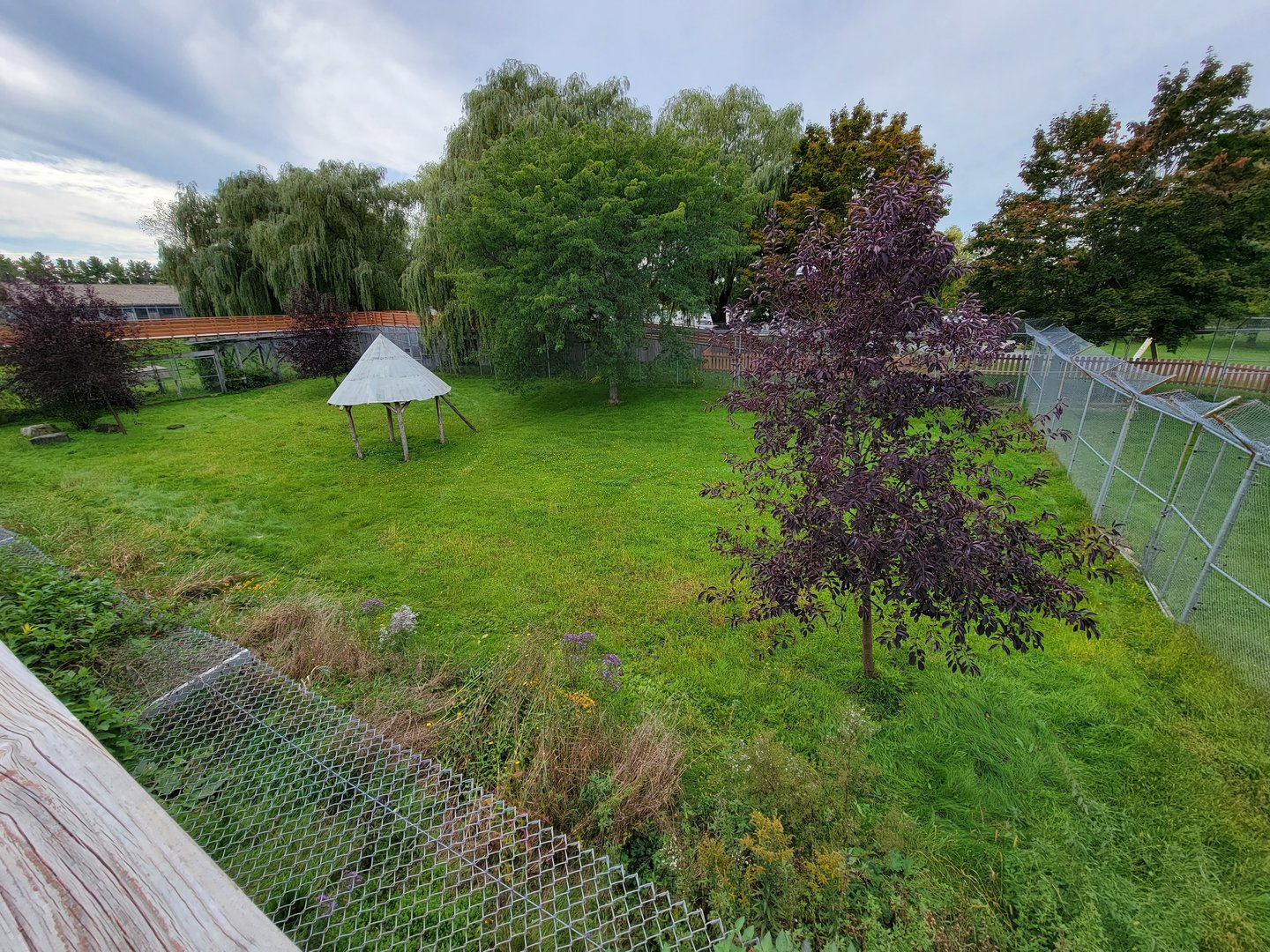 Parc Safari - Cheetah yard #2