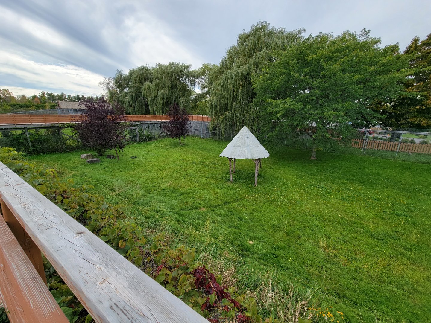 Parc Safari - Cheetah yard #2