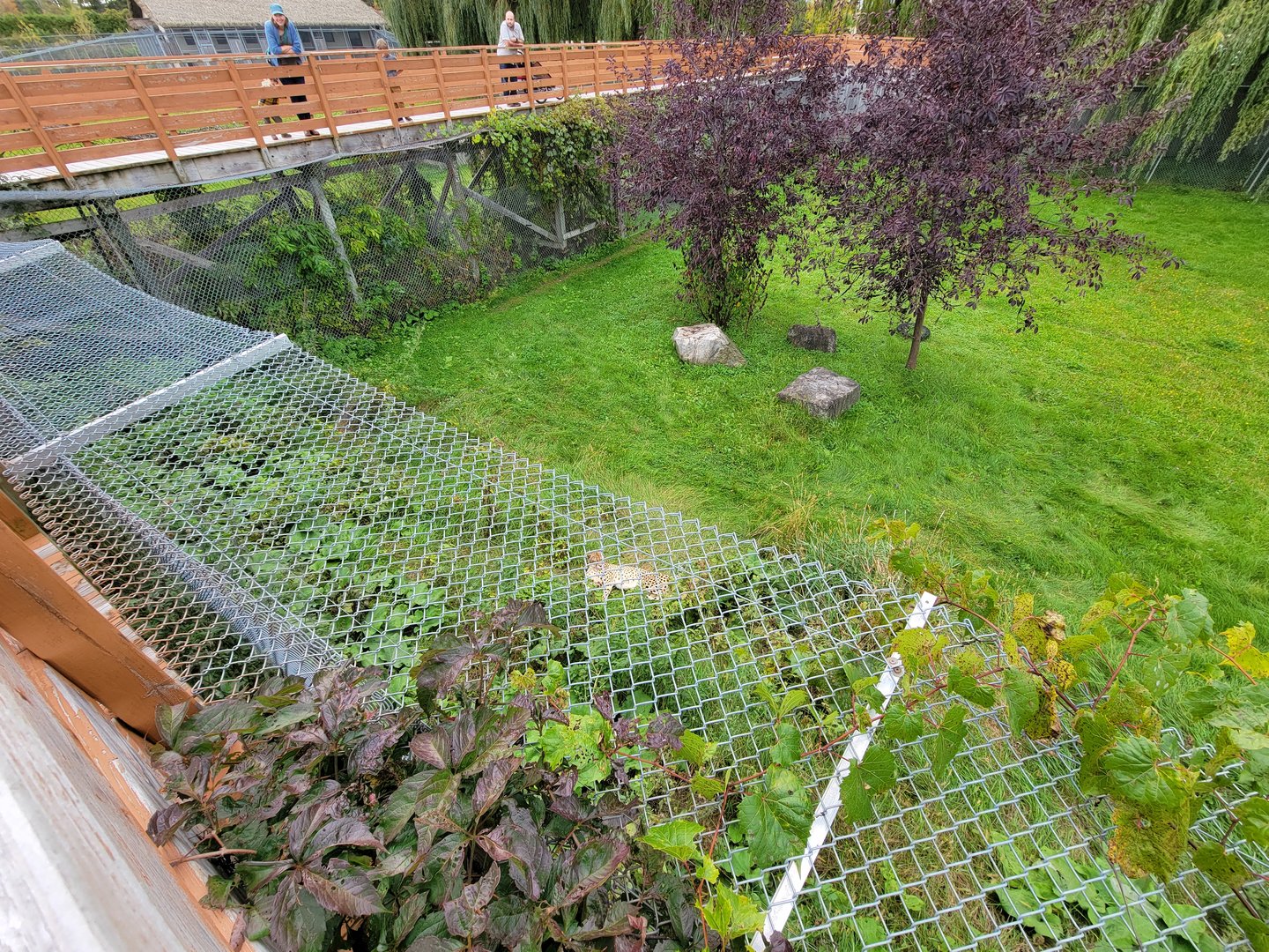 Parc Safari - Cheetah yard #2