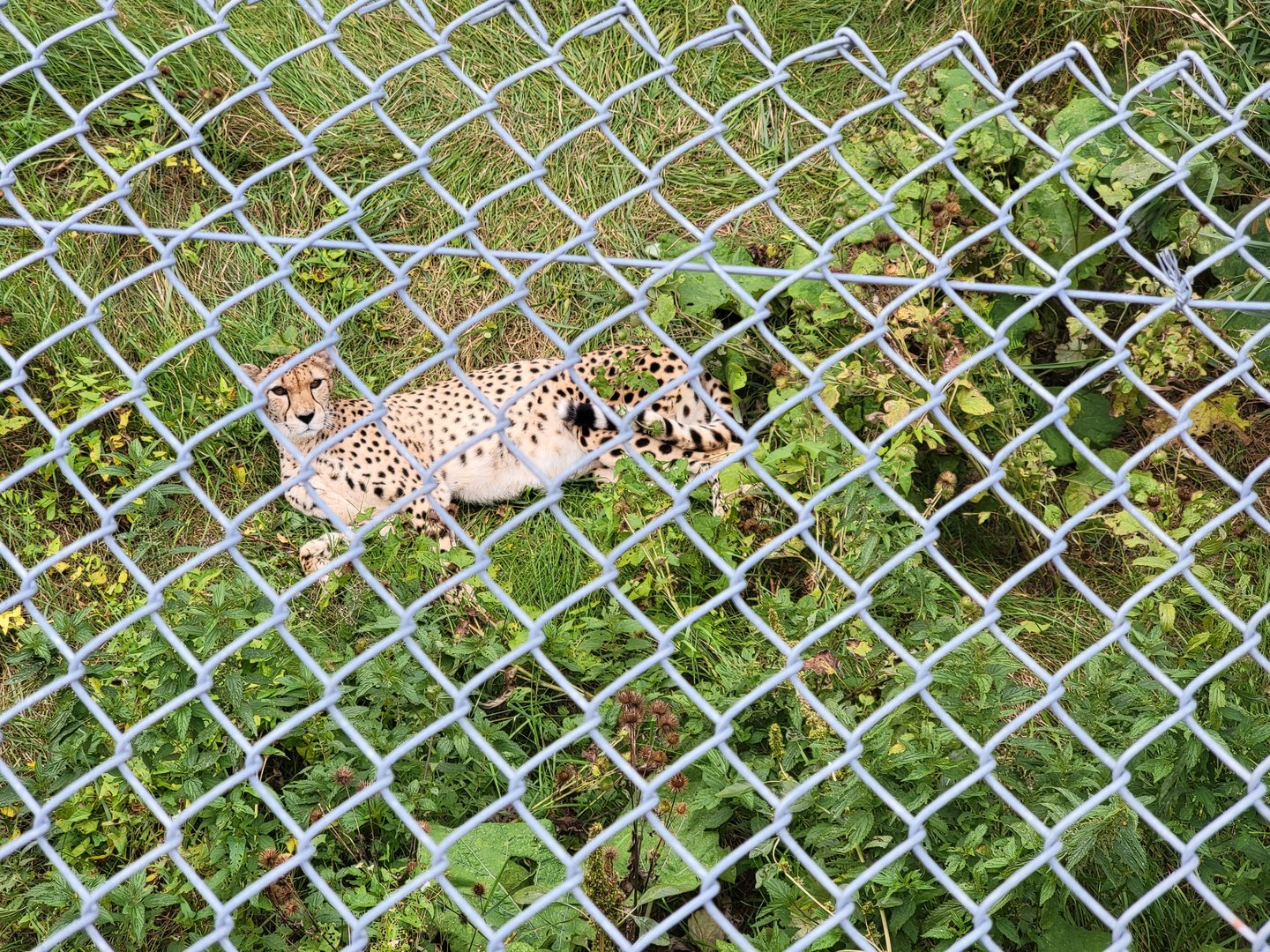 Parc Safari - Cheetah yard #2