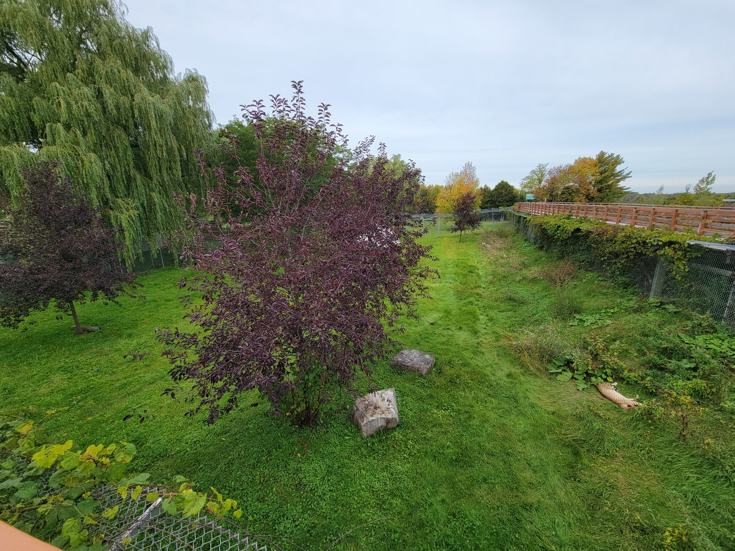 Parc Safari - Cheetah yard #2