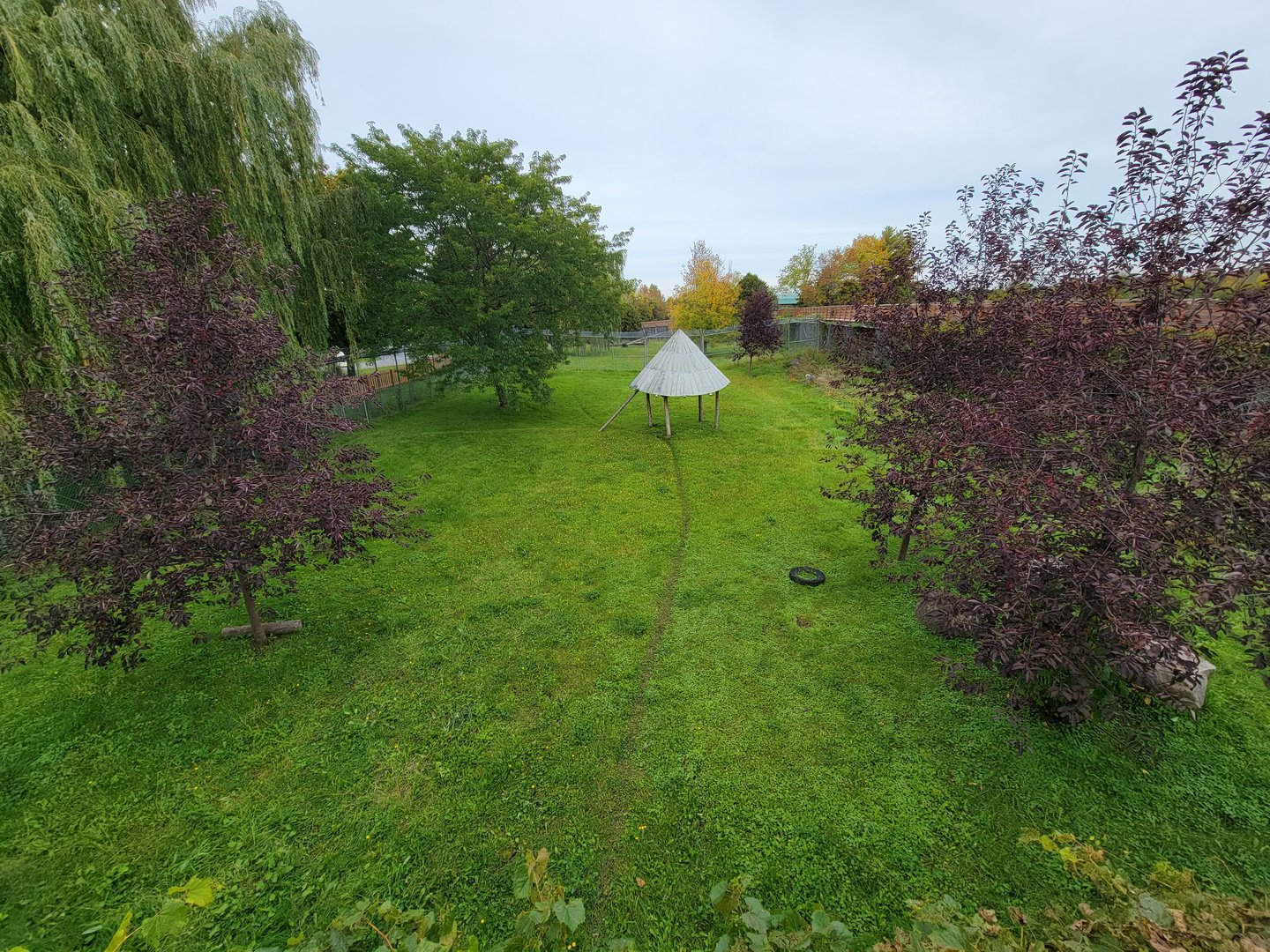 Parc Safari - Cheetah yard #2