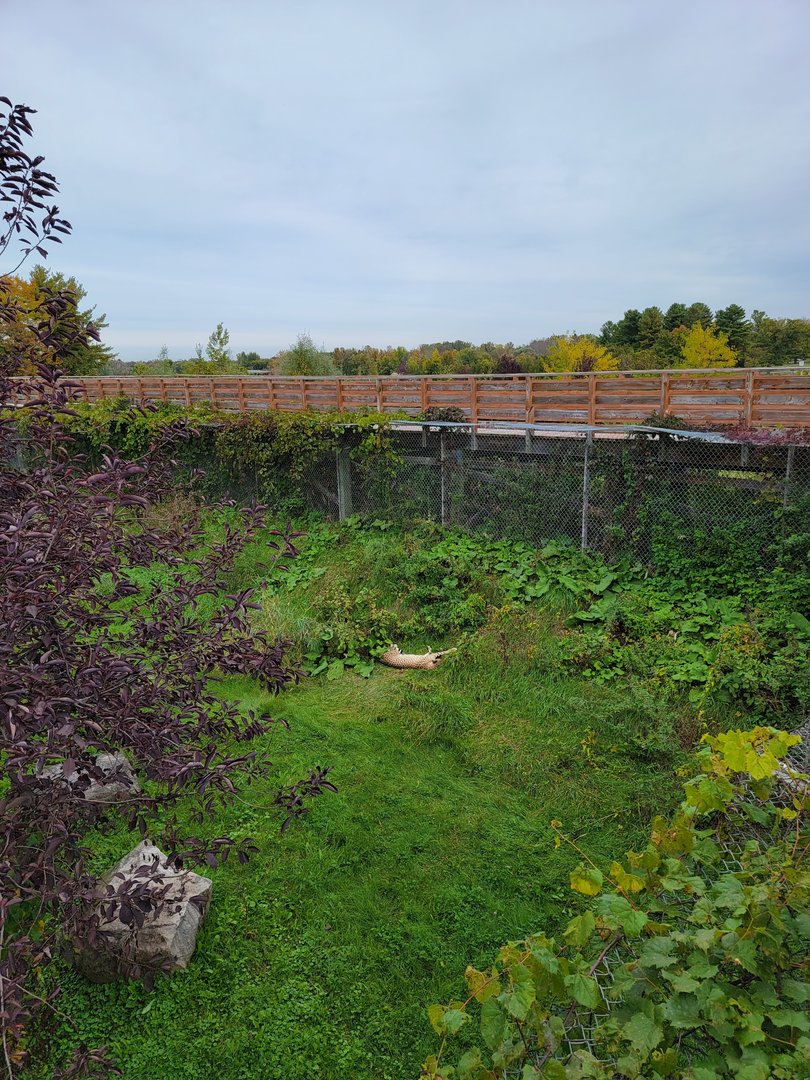 Parc Safari - Cheetah yard #2