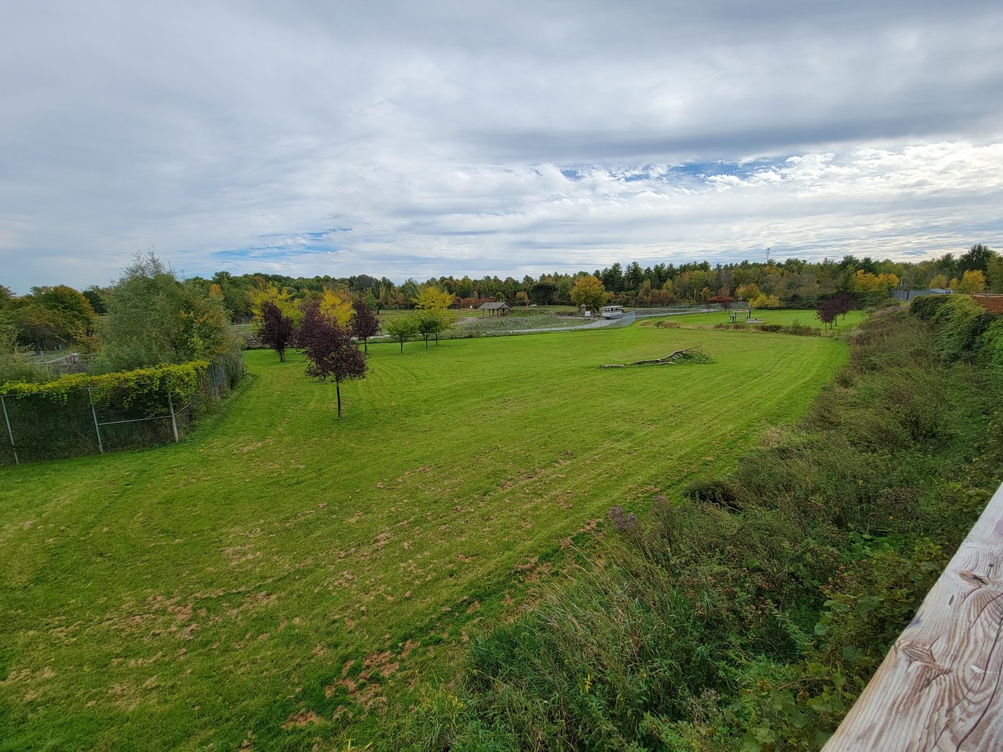 Parc Safari - Cheetah yard #3