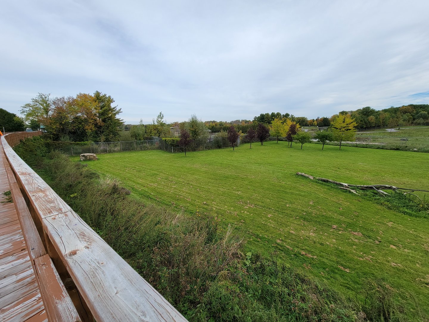 Parc Safari - Cheetah yard #3