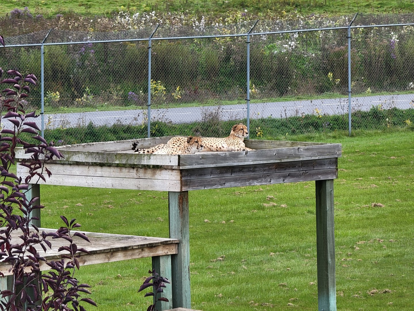 Parc Safari - Cheetah yard #3
