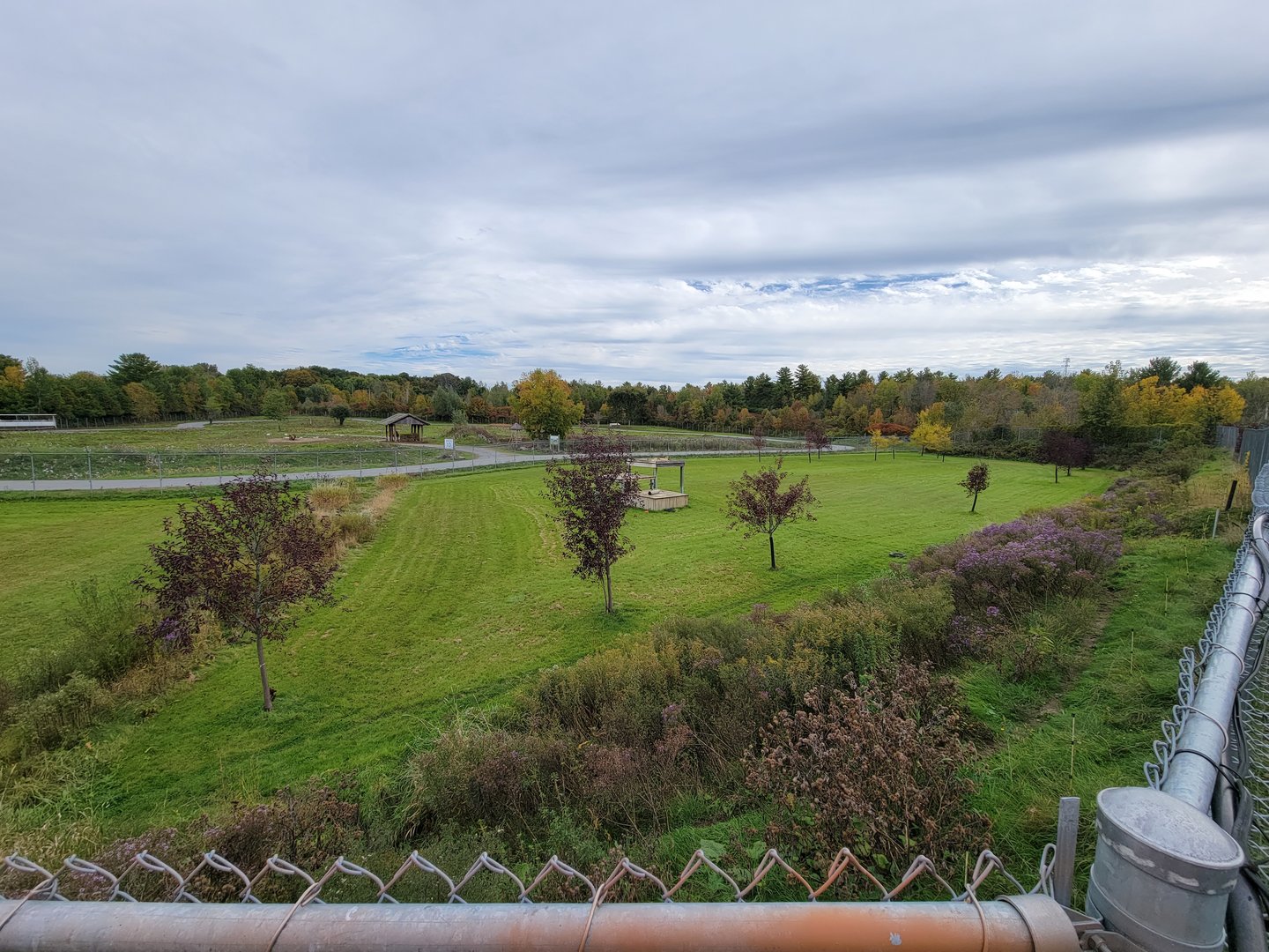 Parc Safari - Cheetah yard #3