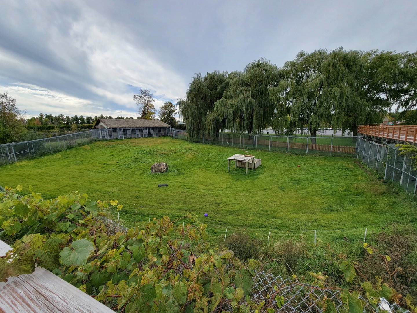 Parc Safari - Cheetah yard #4