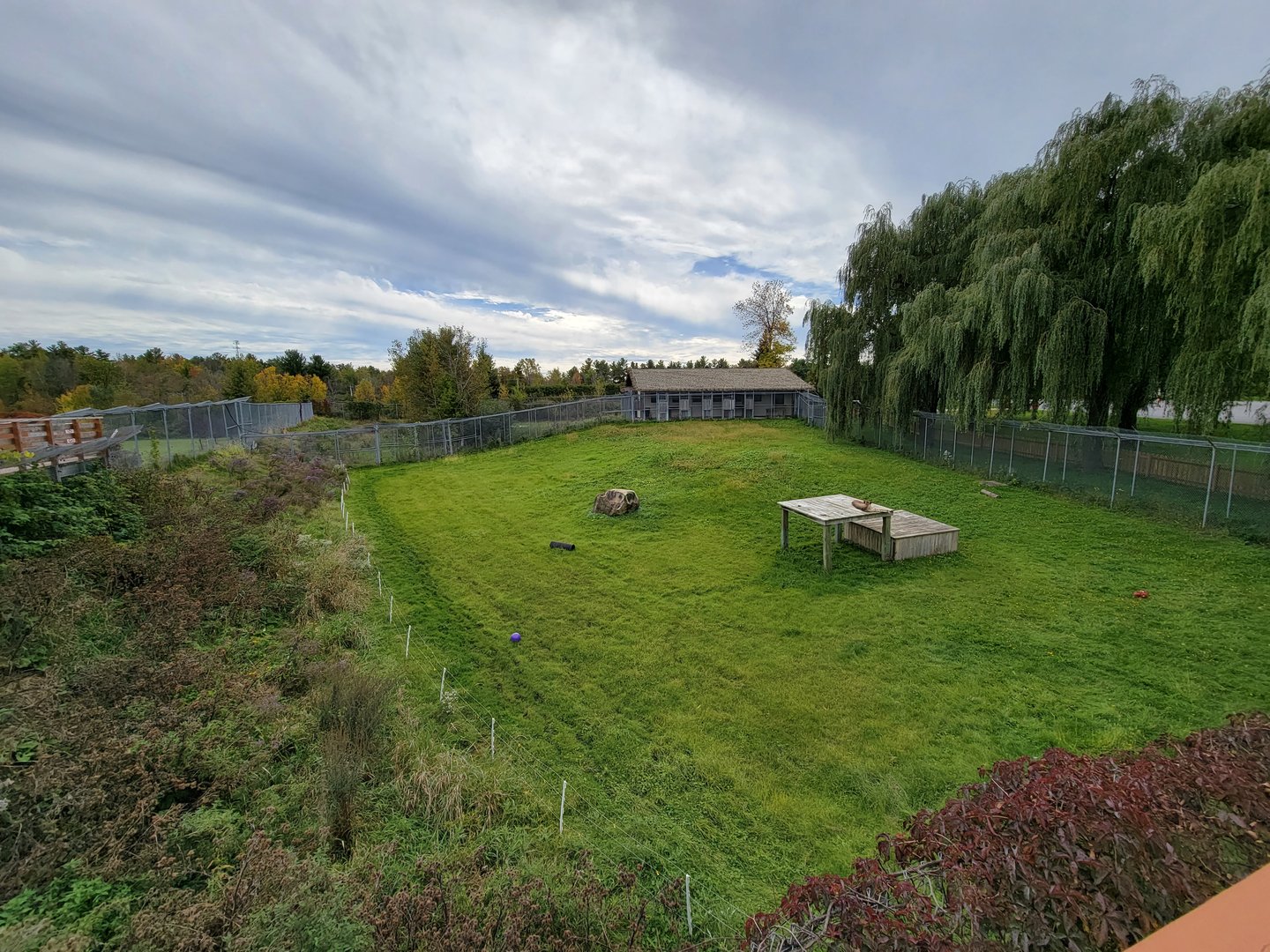 Parc Safari - Cheetah yard #4