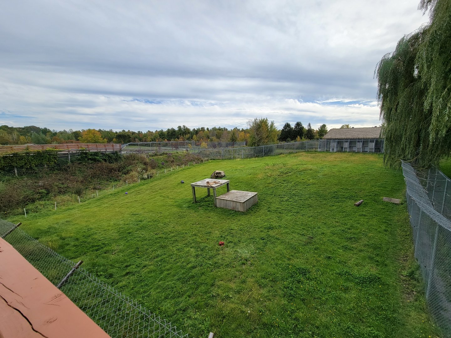 Parc Safari - Cheetah yard #4