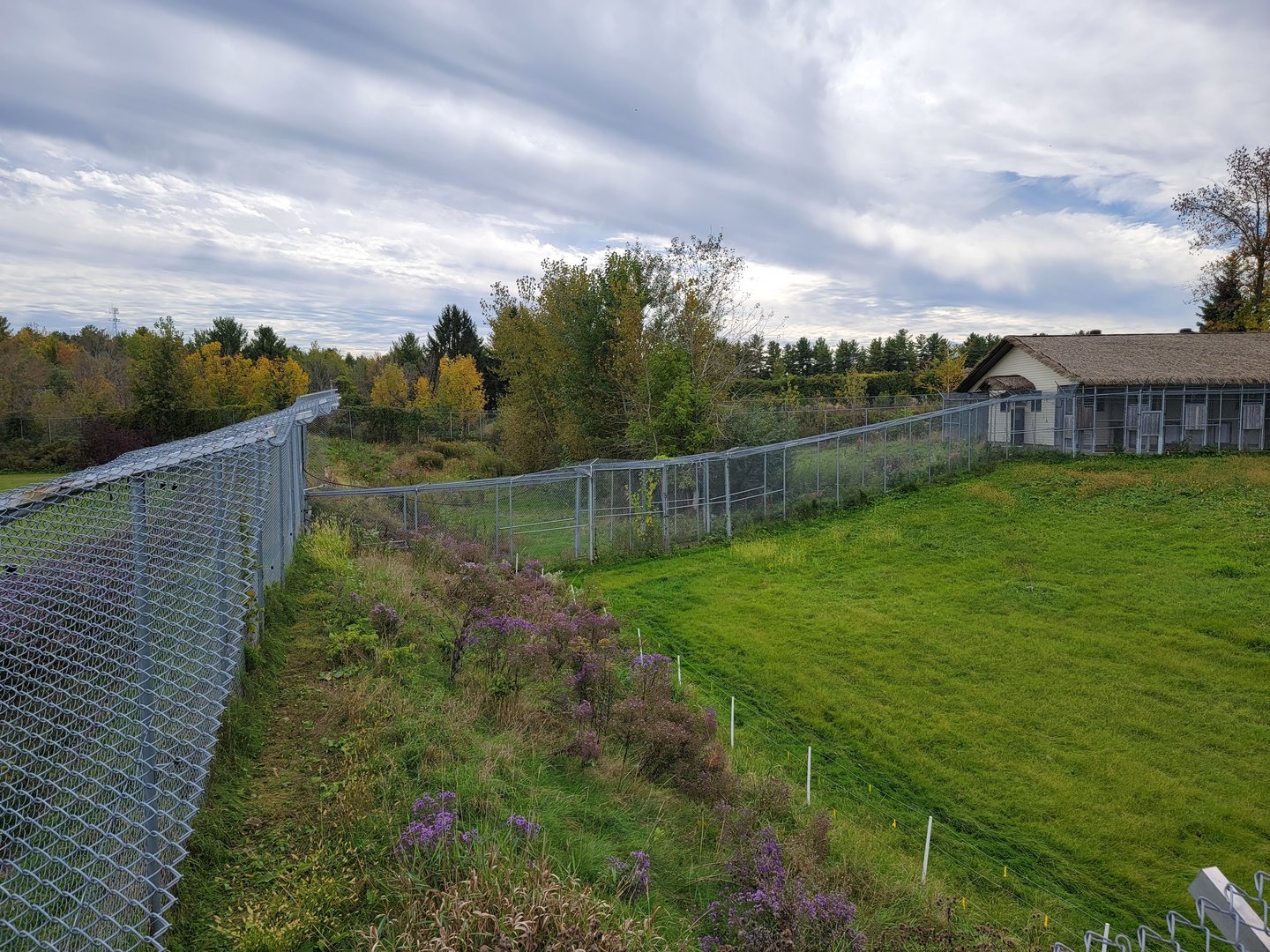 Parc Safari - Cheetah yard #5 behind fences