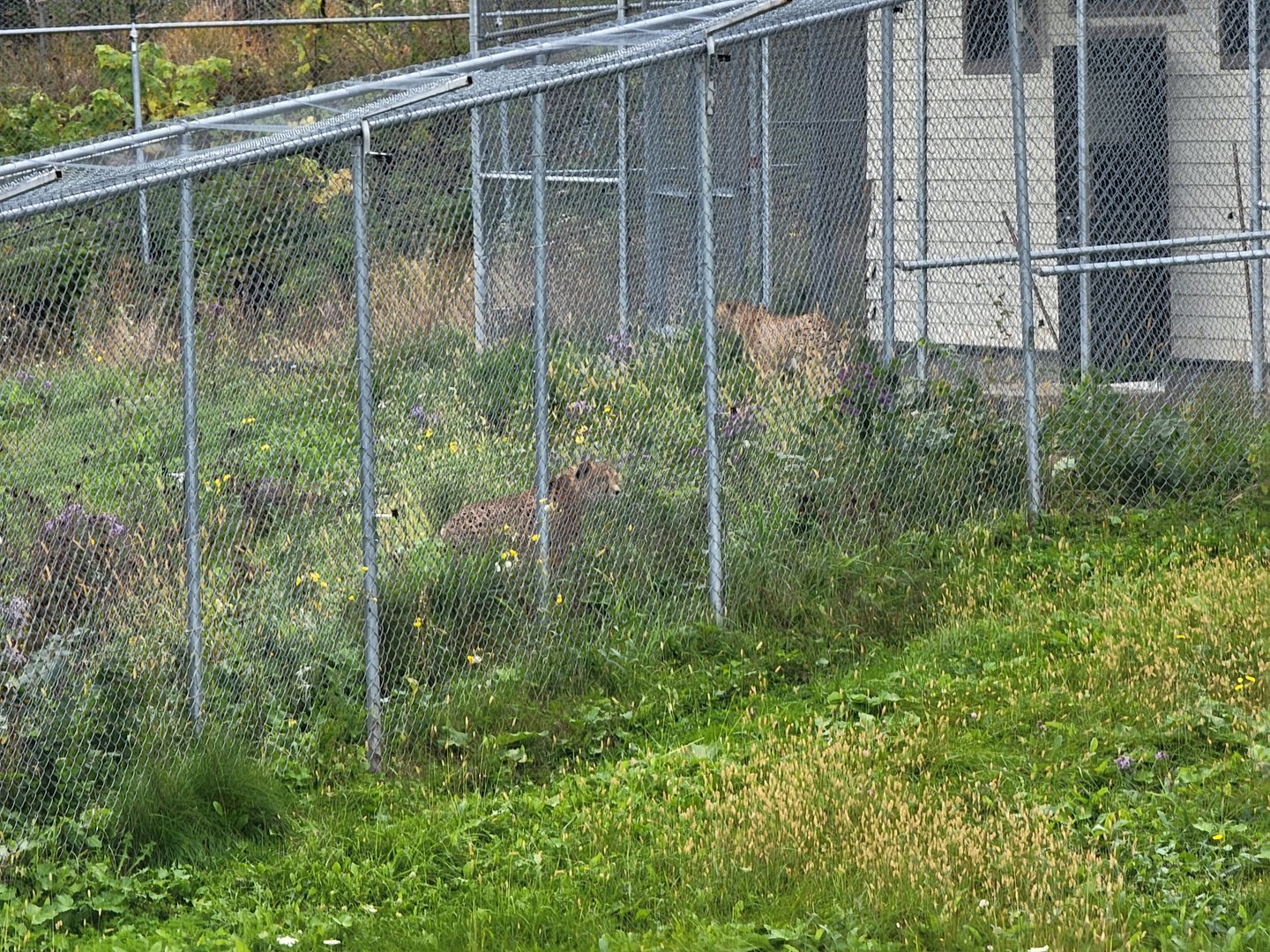 Parc Safari - Cheetah yard #5, two other cheetahs