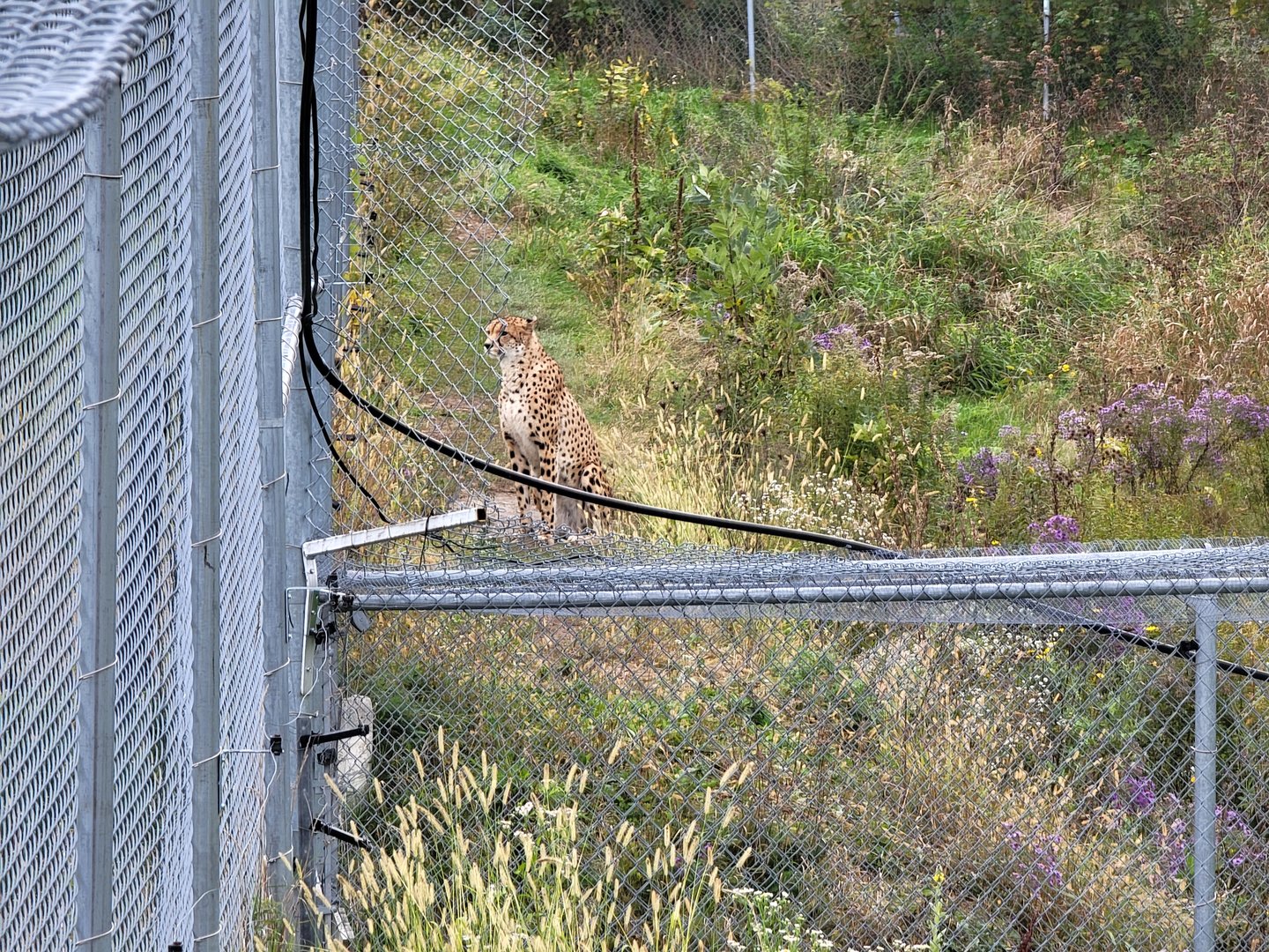 Parc Safari - Cheetah yard #5, watching the camels in the safari