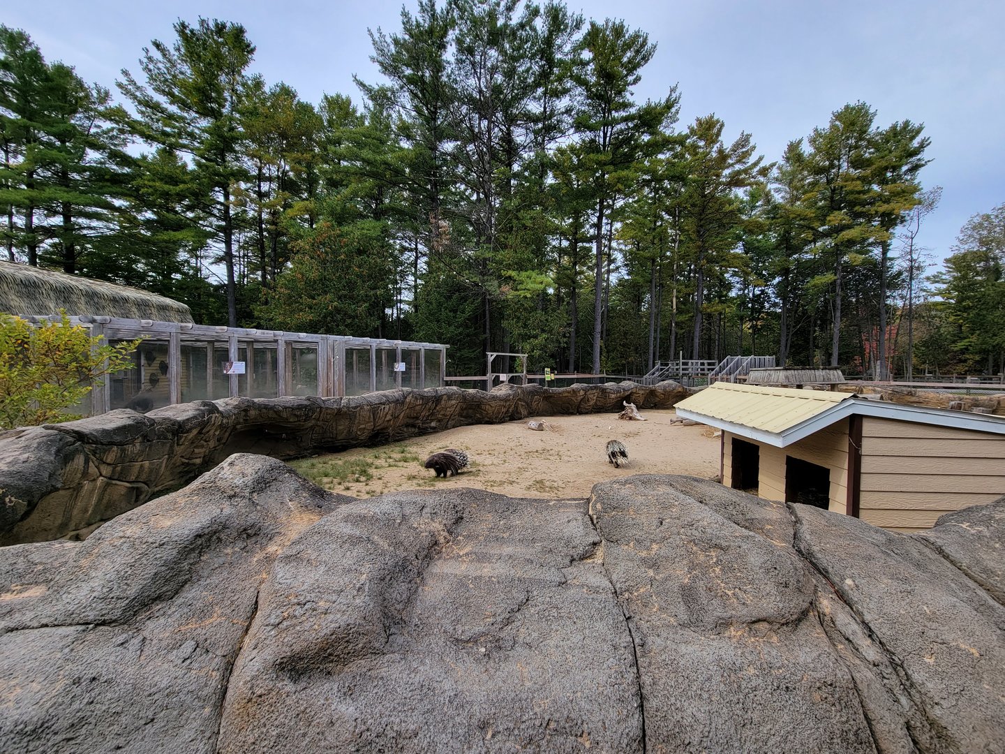Parc Safari - Farm of the 5 Continents, African porcupines