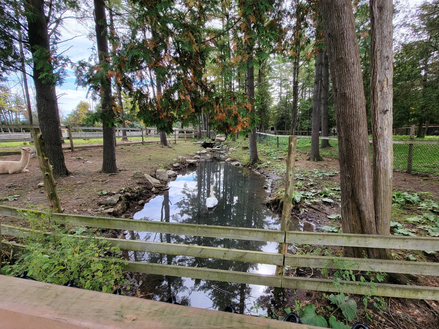 Parc Safari - Farm of the 5 Continents, alpaca and mute swan