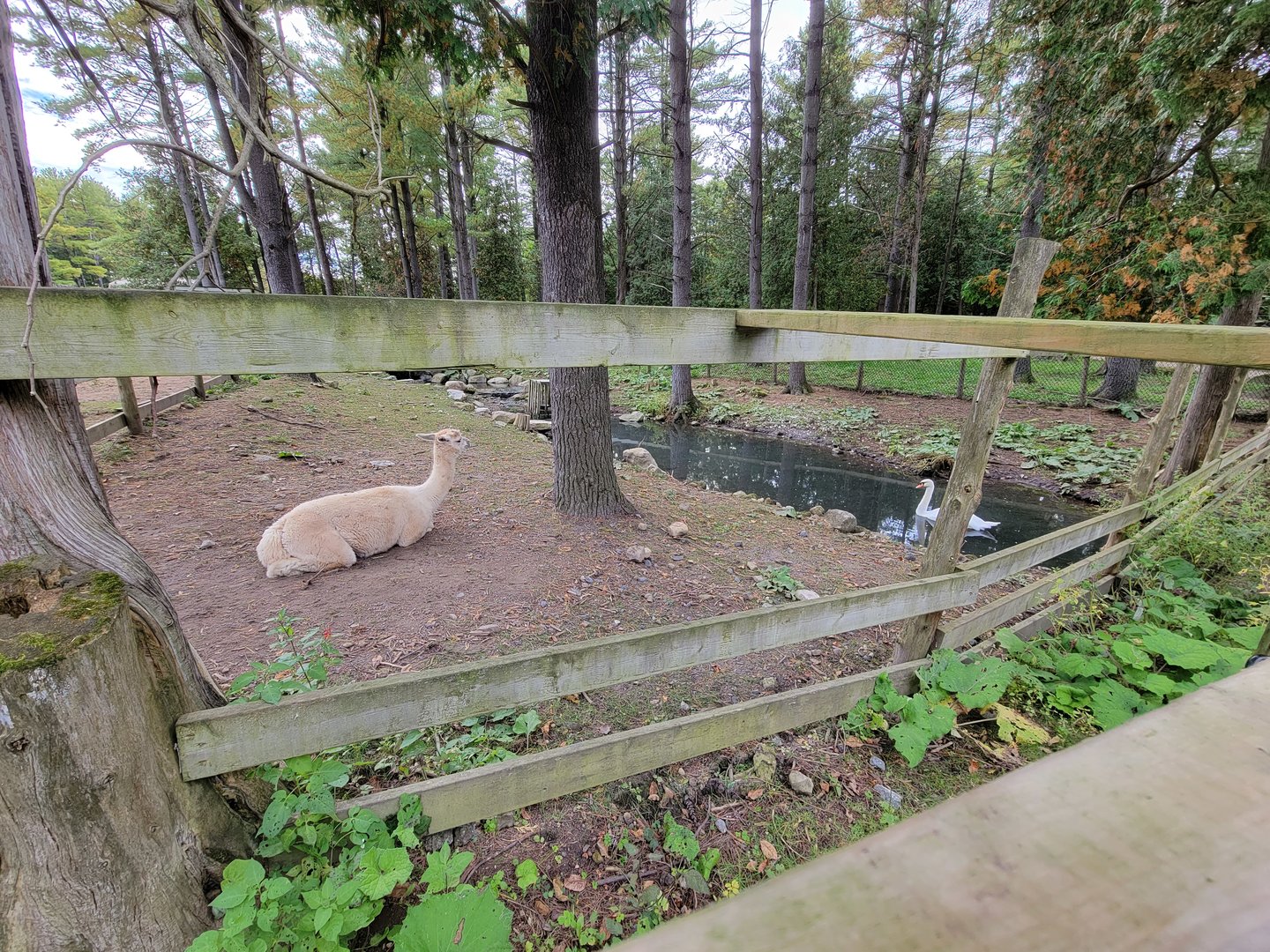Parc Safari - Farm of the 5 Continents, Alpaca, mute swan